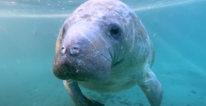 7 Amazing Places to See Manatees in Florida