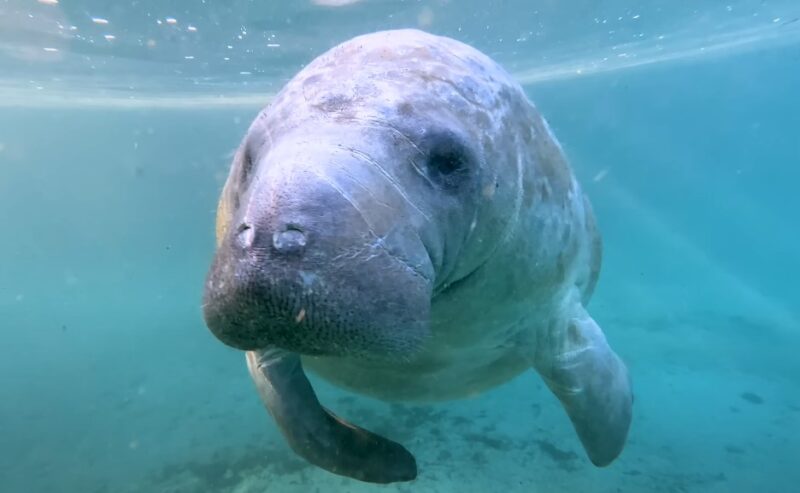 7 Amazing Places to See Manatees in Florida - Flvec